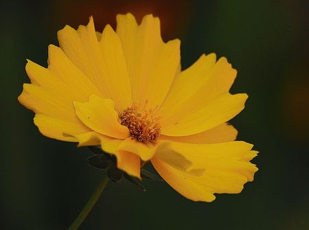 Yellow flowerの写真素材