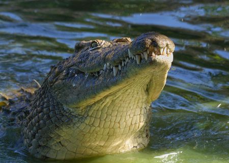 Crocodileの写真素材