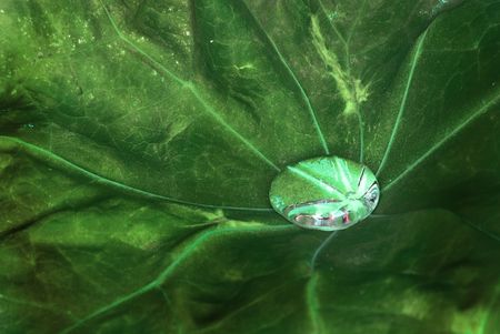 Droplet of water on a green leafの写真素材