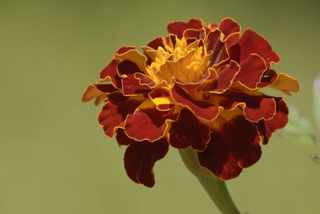 Afrikaner flowerの写真素材