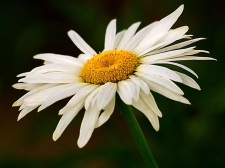 White daisyの写真素材