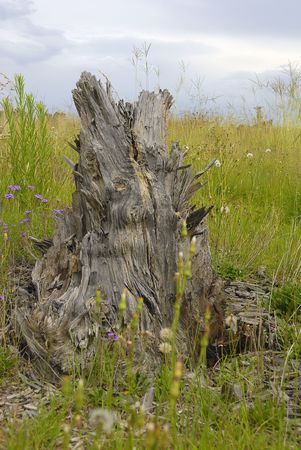 Tree trunkの写真素材