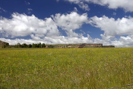 Yellow flower fieldの写真素材
