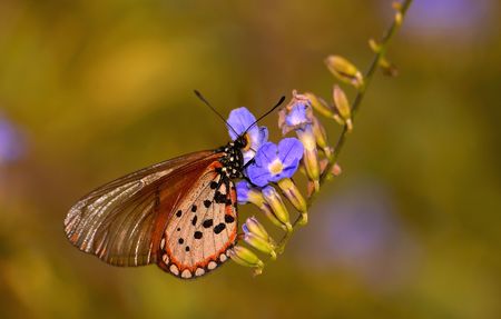  Butterflyの写真素材