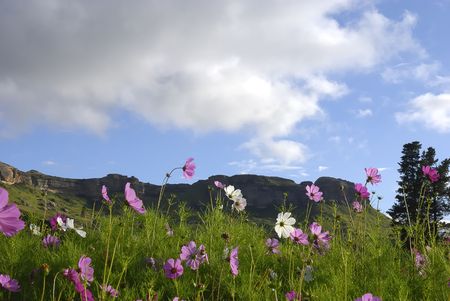 Cosmos fieldの写真素材