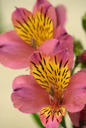Inka lilyの写真素材
