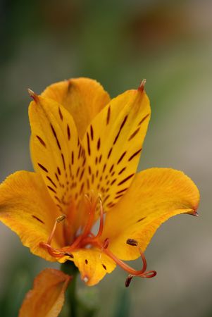 Inka lilyの写真素材