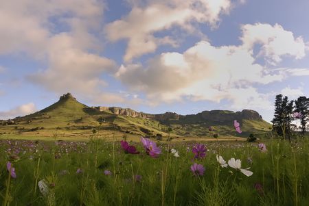 Cosmos filed with mountain and tree in the backgroundの写真素材