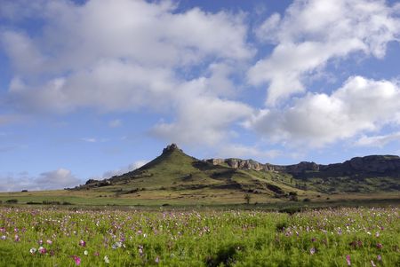 Cosmos filed with mountain and tree in the backgroundの写真素材
