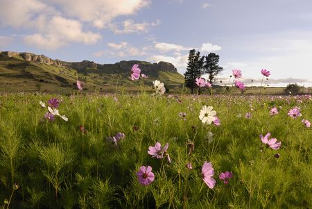 Cosmos filed with mountain and tree in the backgroundの写真素材