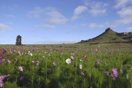 Cosmos filed with mountain and tree in the backgroundの写真素材