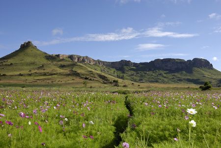 Cosmos filed with mountain and tree in the backgroundの写真素材