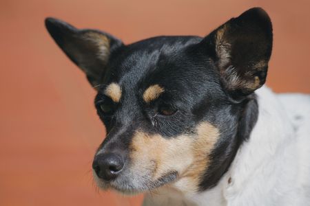 Foxterrierの写真素材