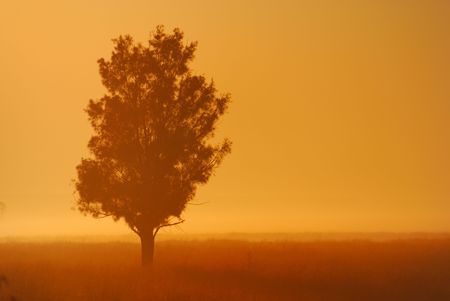Misty treeの写真素材