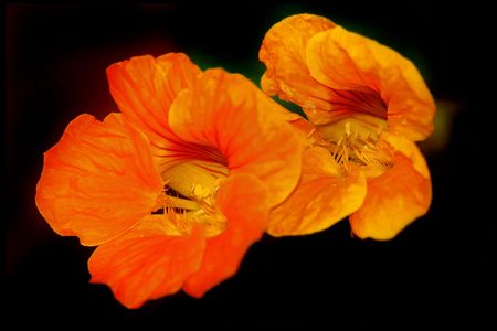 Tropaeolum majusの写真素材
