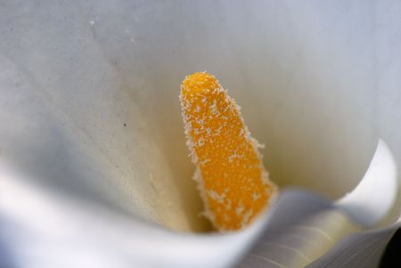 Arum lilyの写真素材