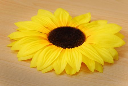 Sunflowerの写真素材