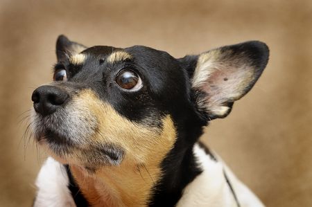 Fox terrier puppyの写真素材