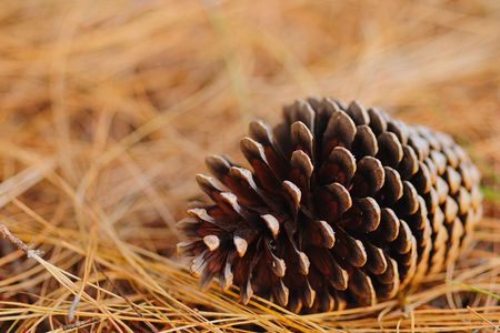 Conifer coneの写真素材