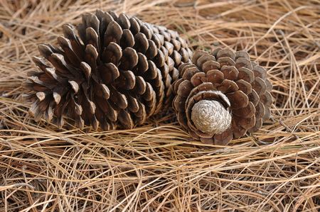 Pine tree cones
