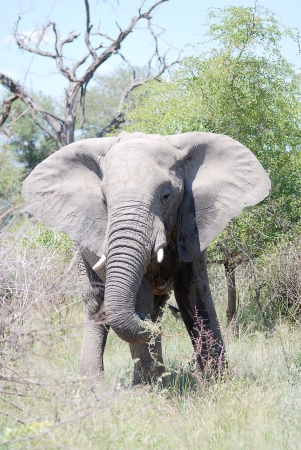 Elephantの写真素材
