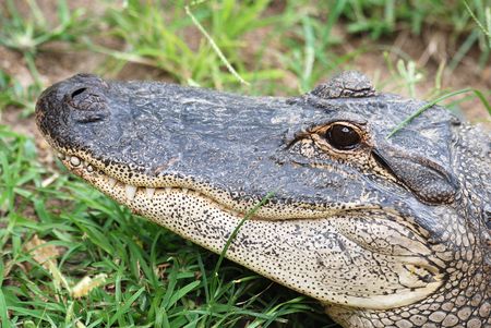 Crocodileの写真素材