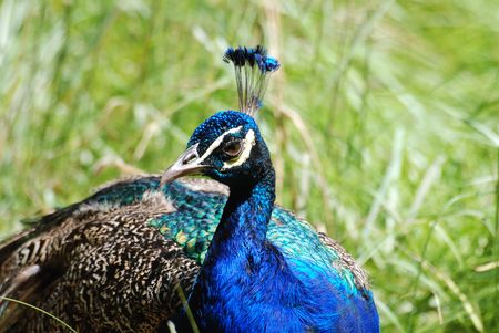 Blue peacock that is standing in tall grassの写真素材