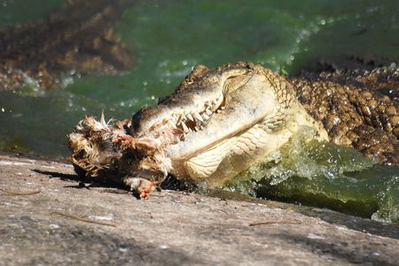 Crocodile eating a chickenの写真素材