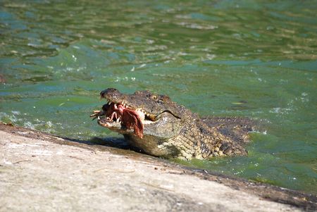 Crocodile eating a chickenの写真素材
