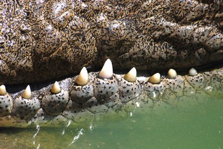 Crocodile's teethの写真素材