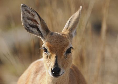 Duikerの写真素材