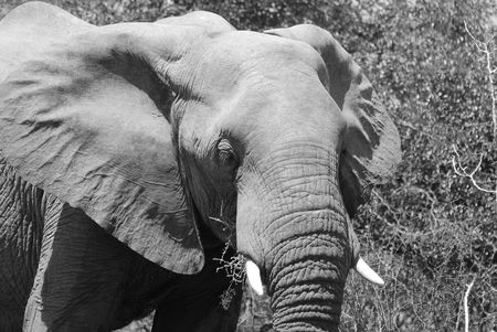 Elephantの写真素材