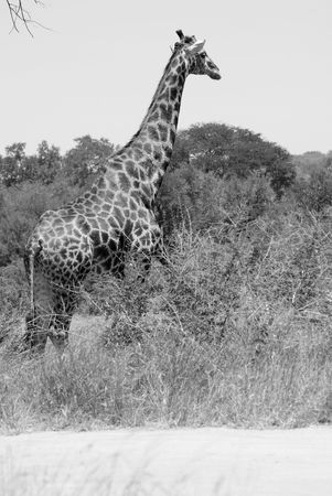Giraffeの写真素材