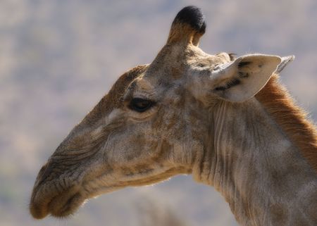 Giraffeの写真素材