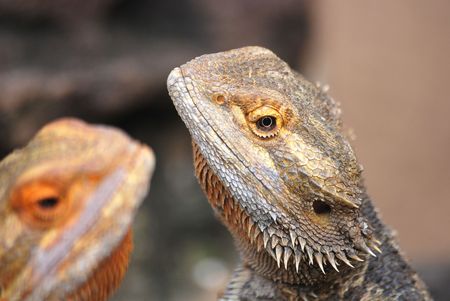 Bearded dragonの写真素材