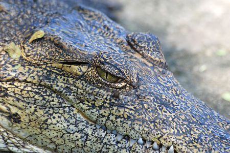 Crocodile's eyeの写真素材
