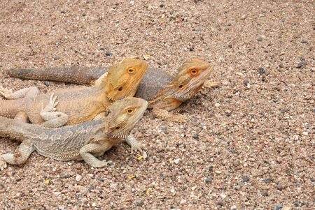 Three bearded dragonsの写真素材