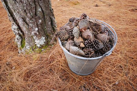 Bucket filled with pine conesの写真素材