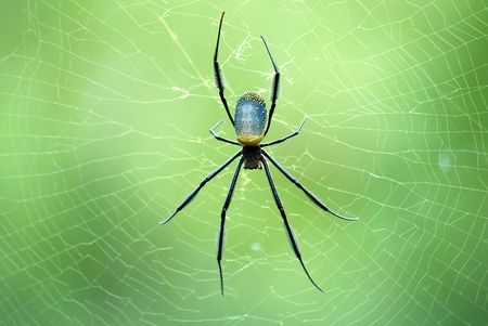 Spiderの写真素材