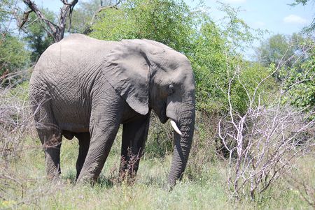 Elephantの写真素材