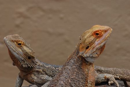 Bearded dragonsの写真素材