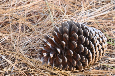 Pine conesの写真素材