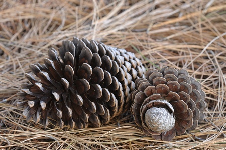 Pine conesの写真素材