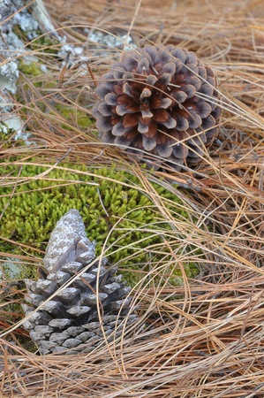 Pine conesの写真素材