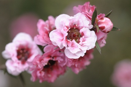 Pink flowersの写真素材