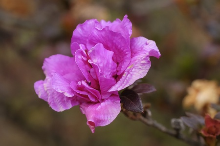Pink flowerの写真素材