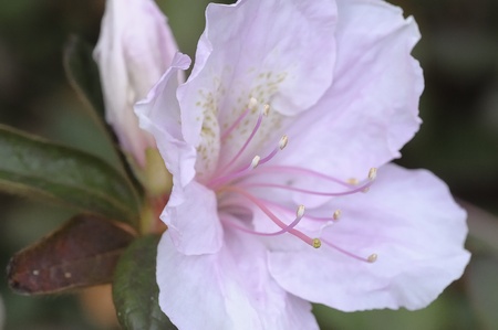 Pink flowerの写真素材