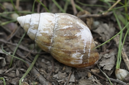 Snailの写真素材