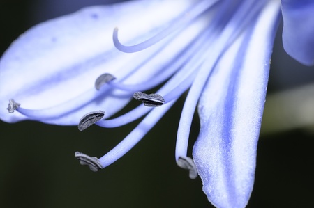 Purple flowerの写真素材