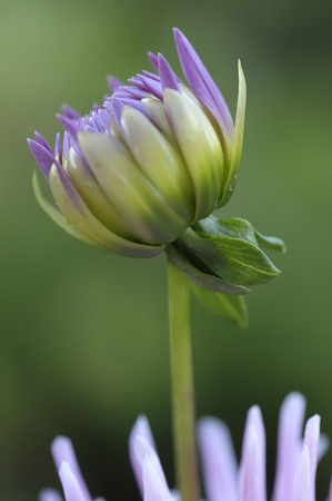 Dahliaの写真素材
